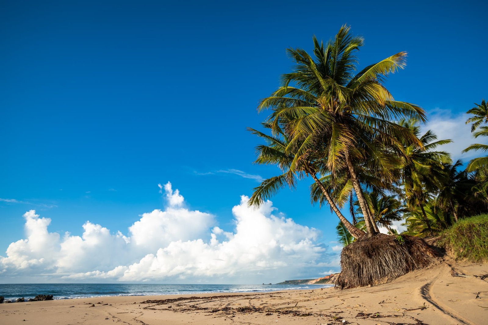 palm tree on beach shore under blue sky and white clouds
